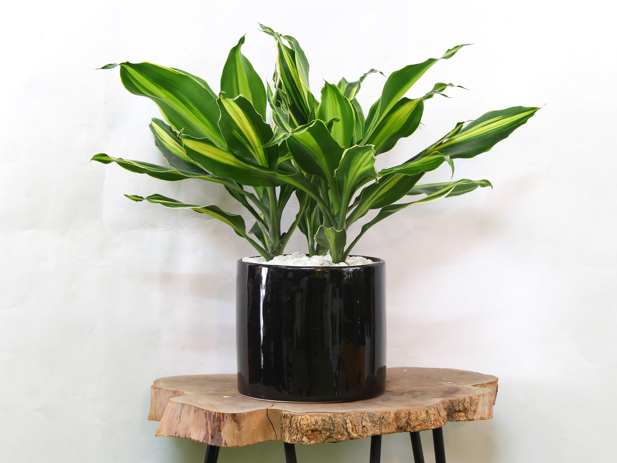 Những loại cây cảnh đại kỵ trong phong thủy – Gia chủ nên tránh trồng trong nhà